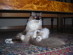 View full size picture