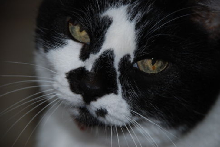 Picture of a cat / kitten / feline