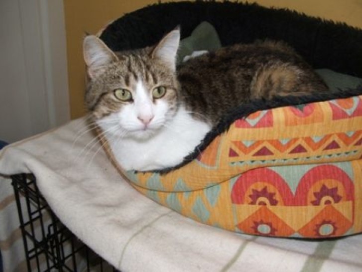 Picture of a cat / kitten / feline