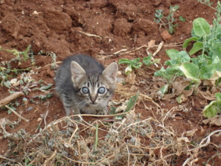 Picture of a cat / kitten / feline