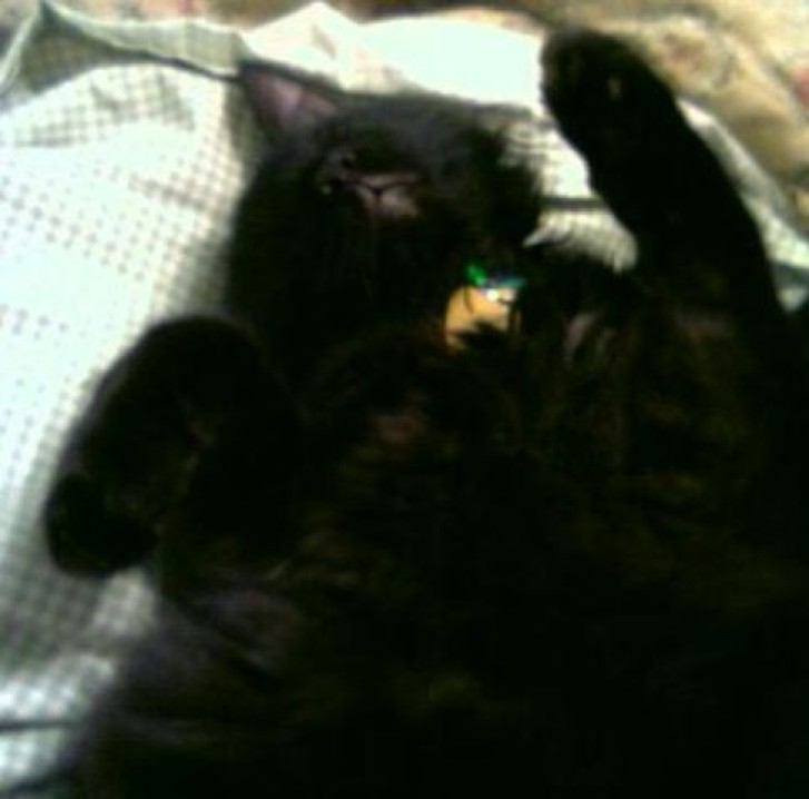 Picture of a cat / kitten / feline
