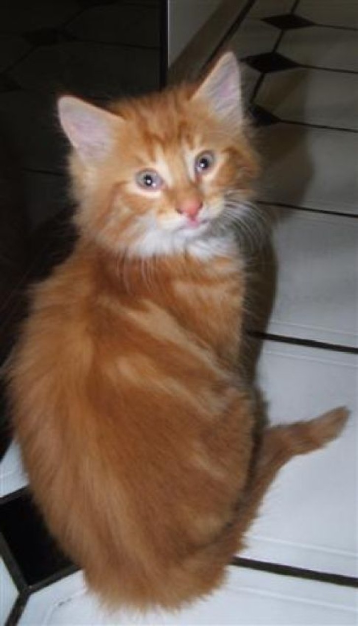 Picture of a cat / kitten / feline