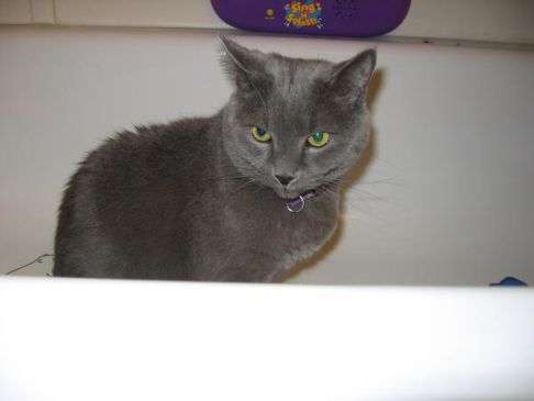 Picture of a cat / kitten / feline