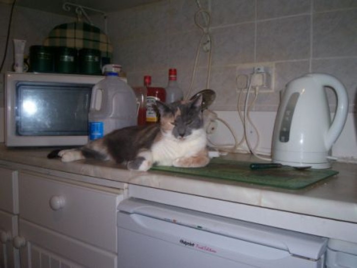 Picture of a cat / kitten / feline