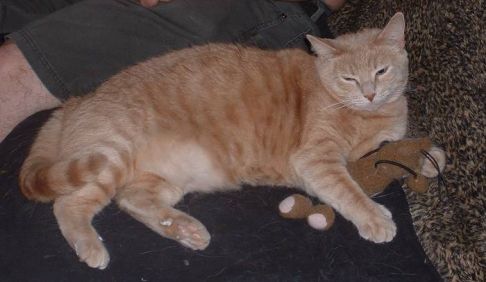 Picture of a cat / kitten / feline