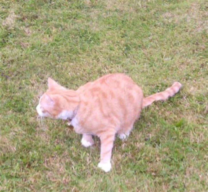 Picture of a cat / kitten / feline