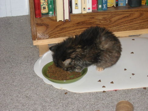 Picture of a cat / kitten / feline