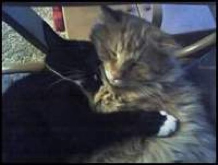 Picture of a cat / kitten / feline