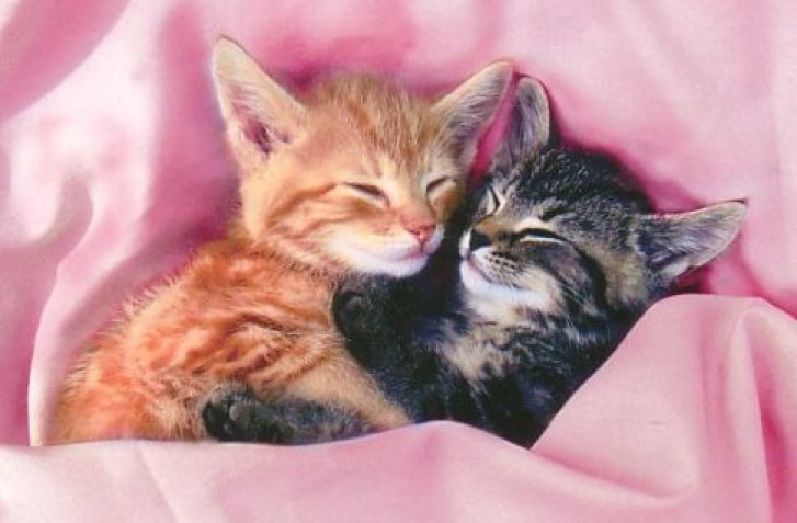 Picture of a cat / kitten / feline