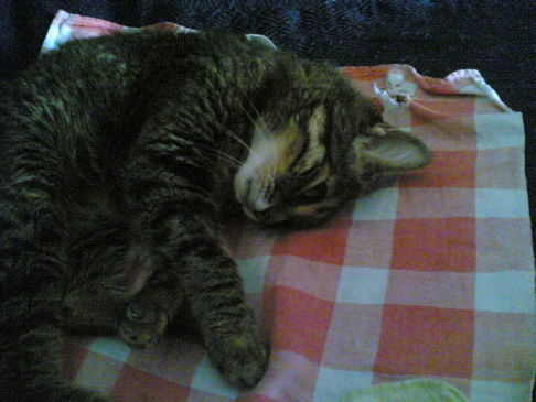 Picture of a cat / kitten / feline