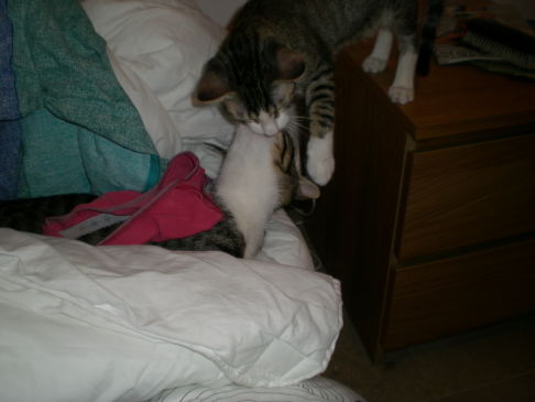 Picture of a cat / kitten / feline