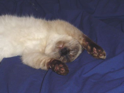 Picture of a cat / kitten / feline