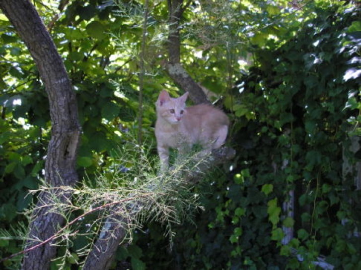 Picture of a cat / kitten / feline