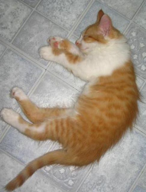 Picture of a cat / kitten / feline