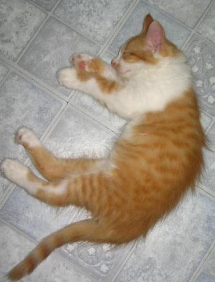 Picture of a cat / kitten / feline