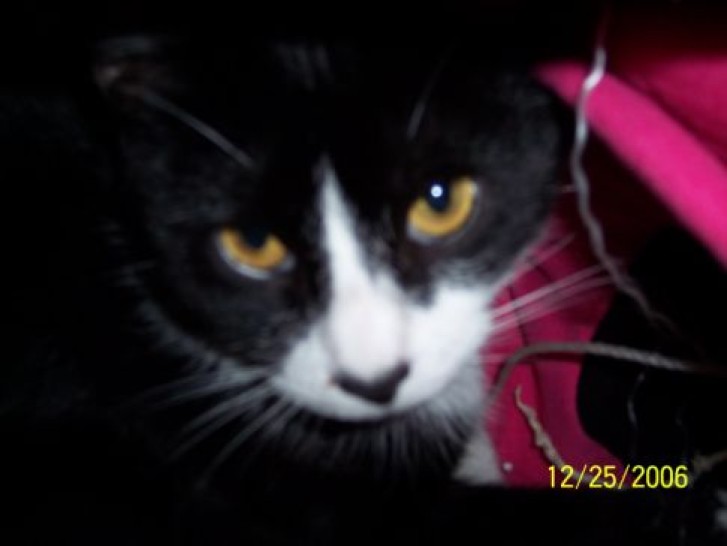 Picture of a cat / kitten / feline