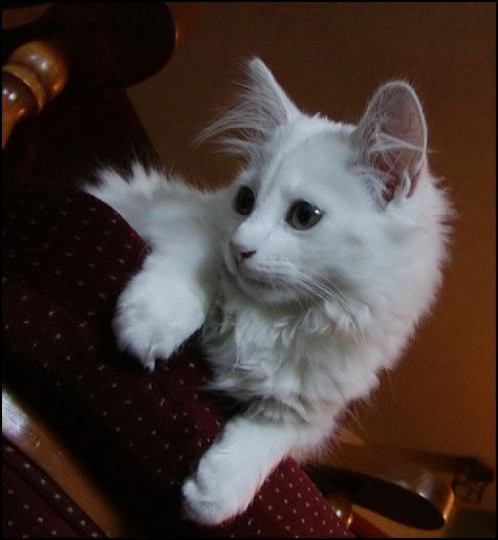 Picture of a cat / kitten / feline