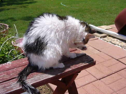 Picture of a cat / kitten / feline