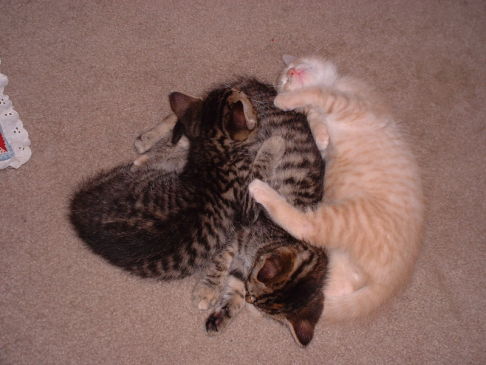 Picture of a cat / kitten / feline