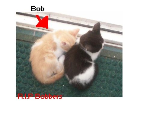 Picture of a cat / kitten / feline