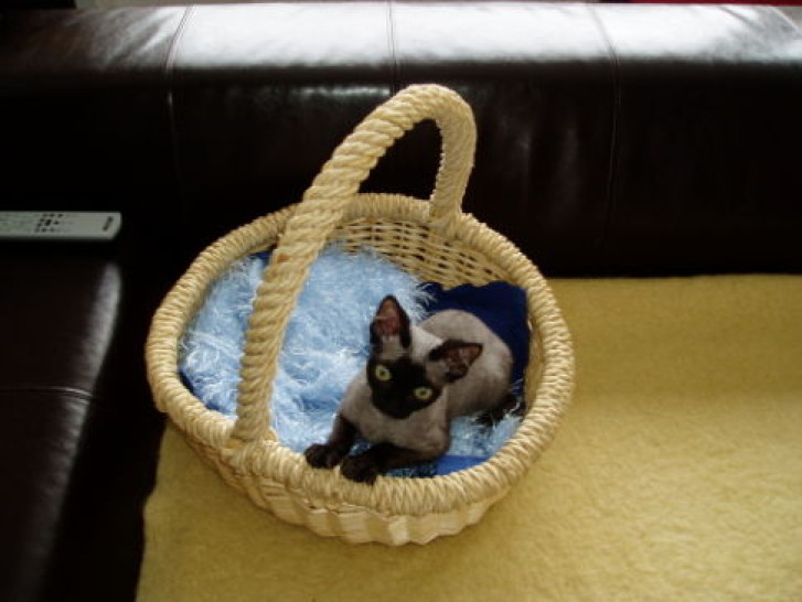 Picture of a cat / kitten / feline