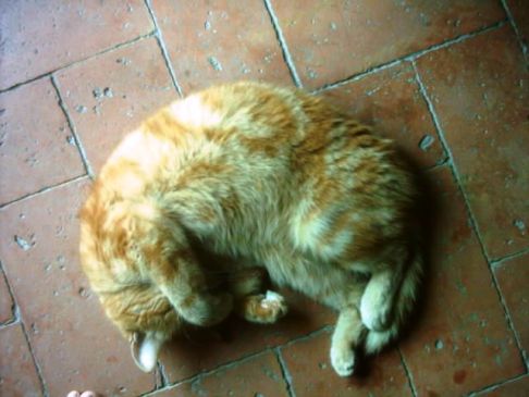 Picture of a cat / kitten / feline
