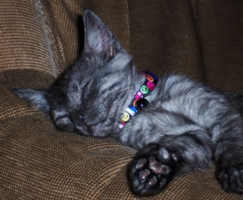 Picture of a cat / kitten / feline