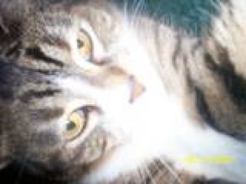 Picture of a cat / kitten / feline