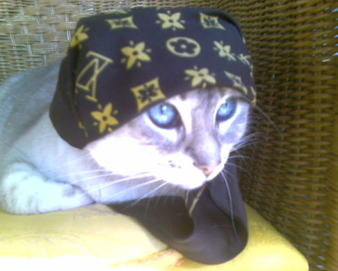 Picture of a cat / kitten / feline
