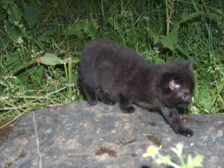 Picture of a cat / kitten / feline