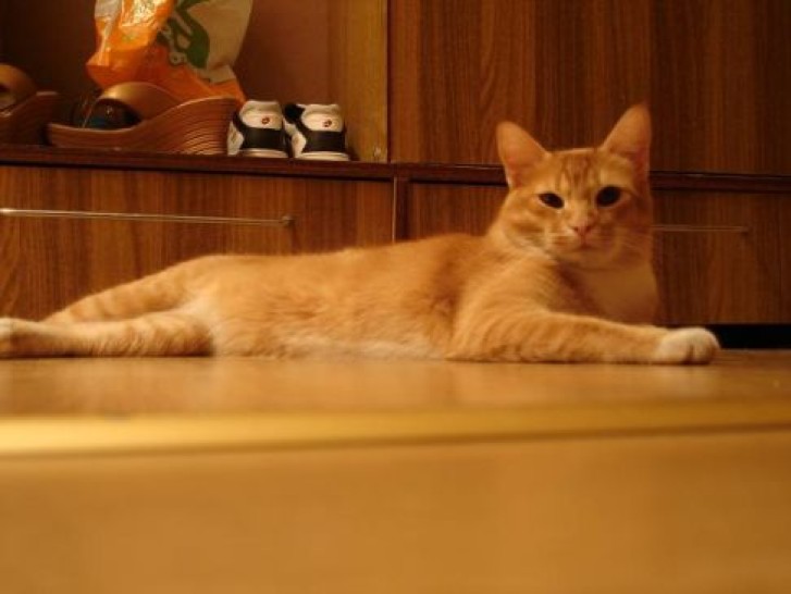 Picture of a cat / kitten / feline