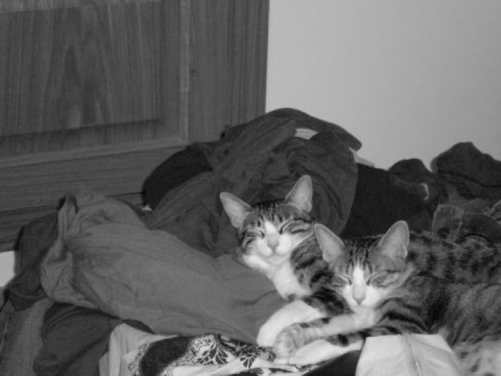 Picture of a cat / kitten / feline