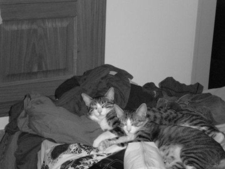 Picture of a cat / kitten / feline