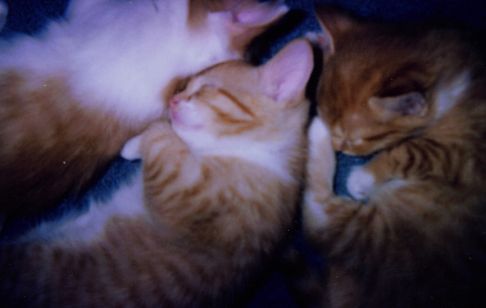 Picture of a cat / kitten / feline