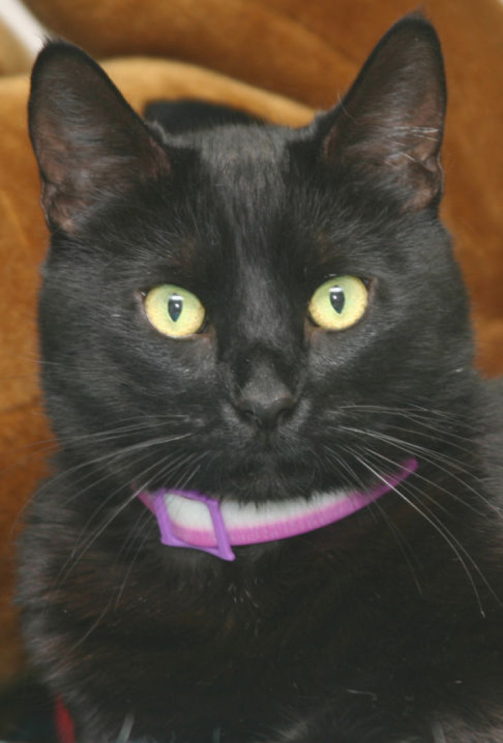 Picture of a cat / kitten / feline