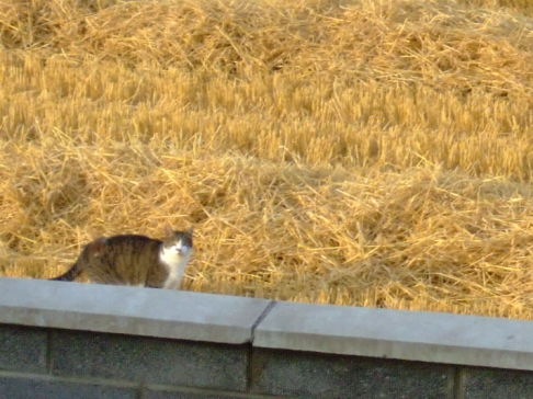Picture of a cat / kitten / feline