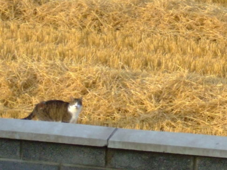 Picture of a cat / kitten / feline