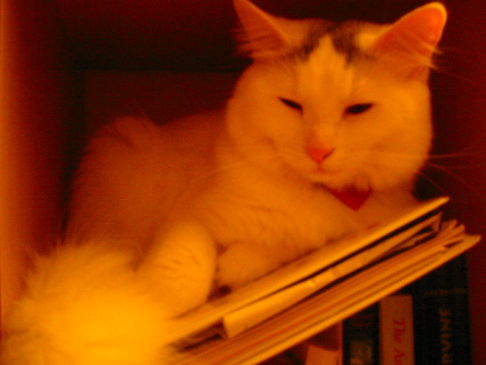 Picture of a cat / kitten / feline