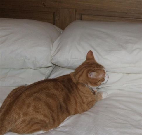Picture of a cat / kitten / feline