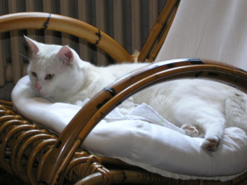 Picture of a cat / kitten / feline