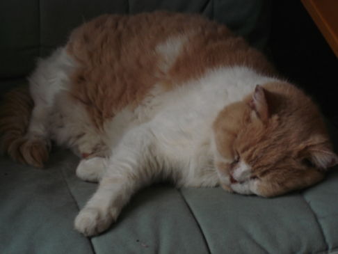 Picture of a cat / kitten / feline