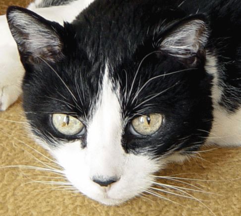 Picture of a cat / kitten / feline