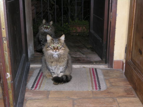 Picture of a cat / kitten / feline