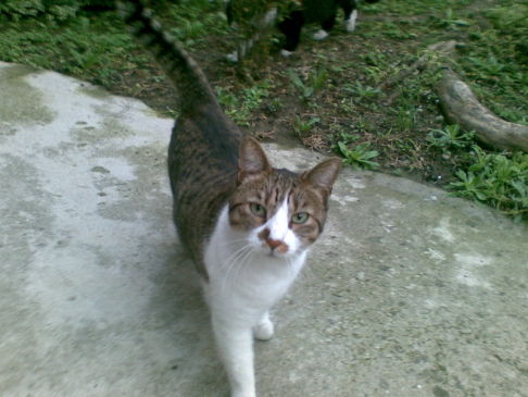 Picture of a cat / kitten / feline