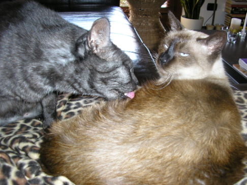 Picture of a cat / kitten / feline