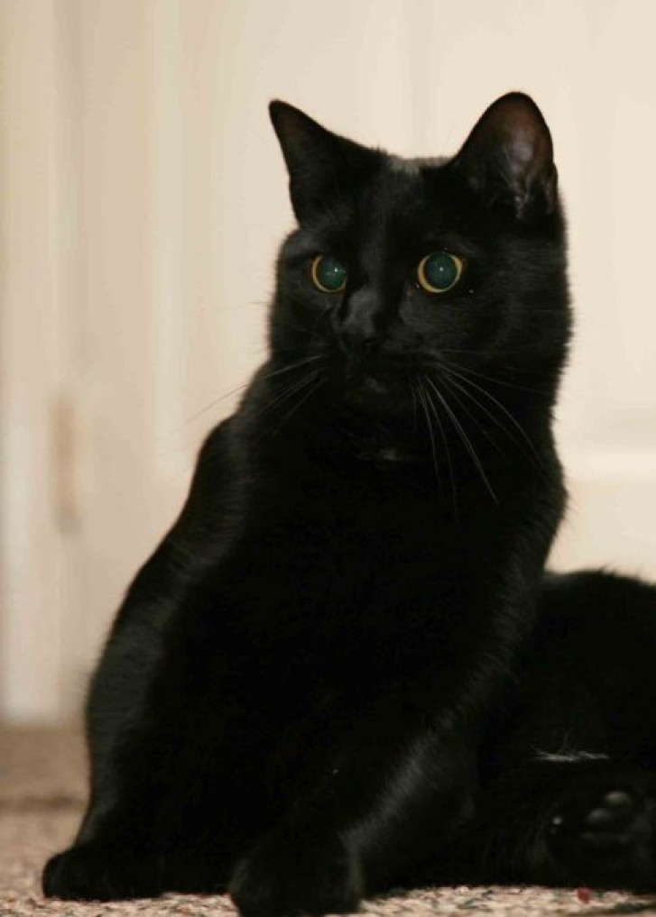Picture of a cat / kitten / feline