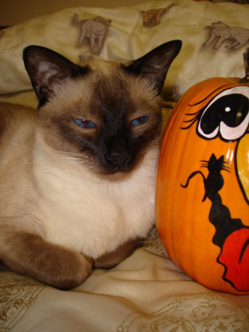 Picture of a cat / kitten / feline