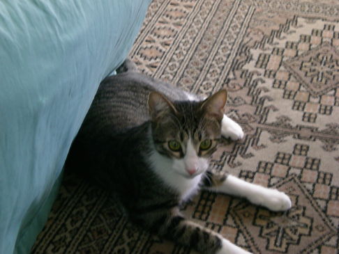 Picture of a cat / kitten / feline