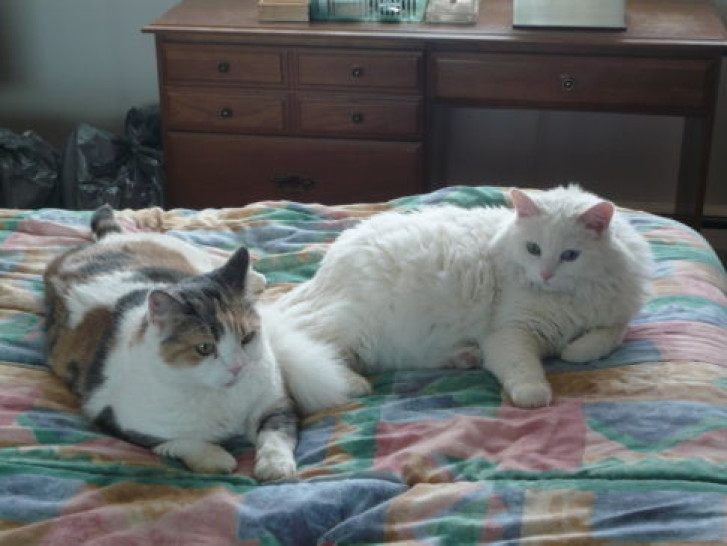 Picture of a cat / kitten / feline