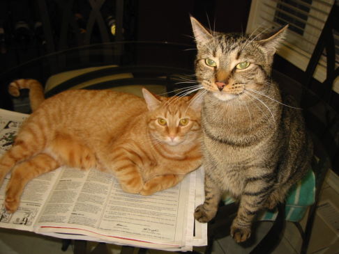 Picture of a cat / kitten / feline